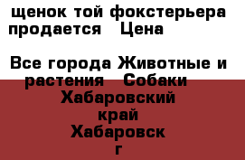 щенок той-фокстерьера продается › Цена ­ 25 000 - Все города Животные и растения » Собаки   . Хабаровский край,Хабаровск г.